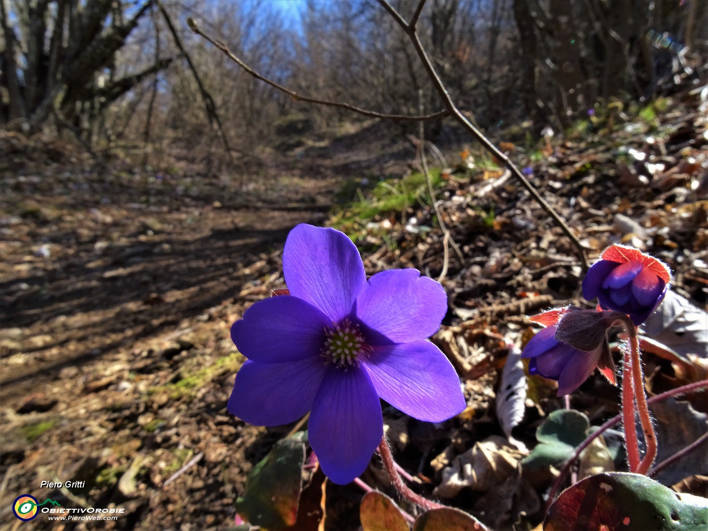 60 Hepatica nobilis (Erba trinita).JPG